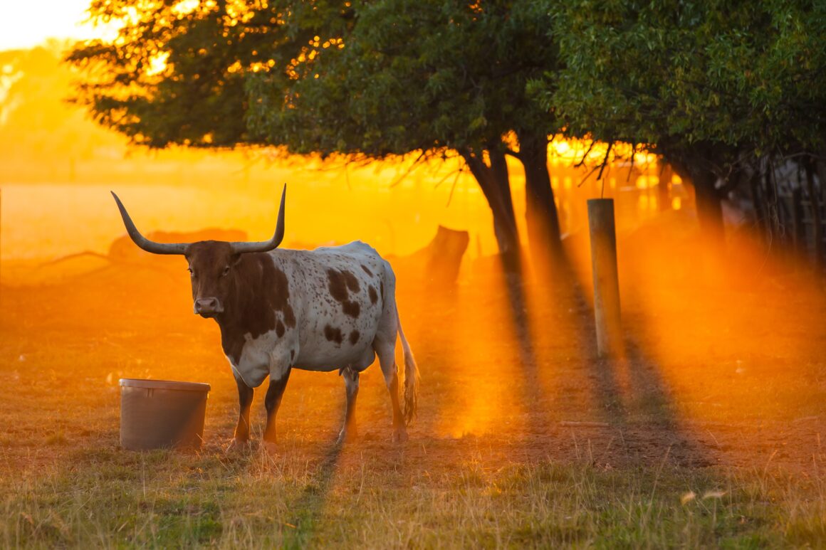 Fonte Foto di Daniel Lloyd Blunk-Fernández via Unsplash, WideSpirit