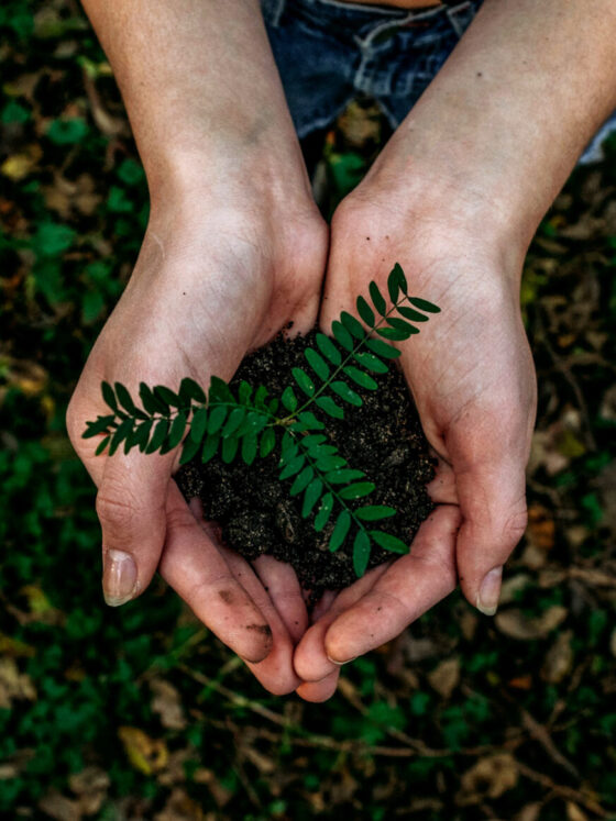 Fonte foto di Noah Buscher su Unsplash, Sostenibilita WideSpirit